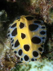 Phyllidia polkadotsa