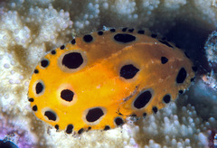 Phyllidia polkadotsa