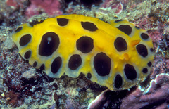 Phyllidia polkadotsa