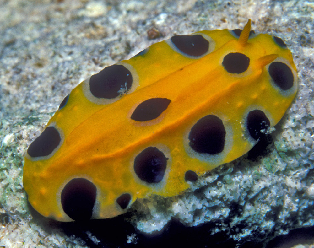 Polka-dotted Nudibranch