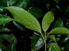 Lithocarpus taitoensis, photograph (c) Jacy Chen, some rights reserved (CC BY)
