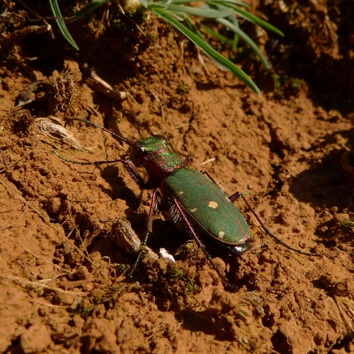 Poljska hitra (Cicindela campestris)