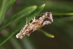 Olethreutes valdanum