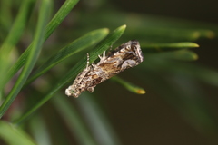 Olethreutes valdanum