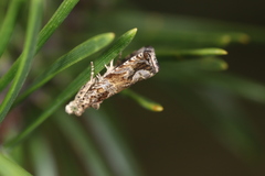 Olethreutes valdanum