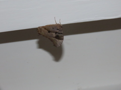 Melanitis leda