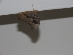 Melanitis leda