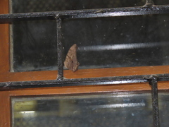 Melanitis leda