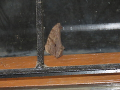 Melanitis leda