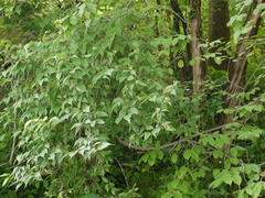 Philadelphus tomentosus