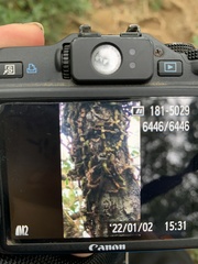 Dendrobium nakaharae