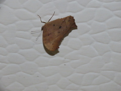 Melanitis leda