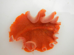 Yungia aurantiaca