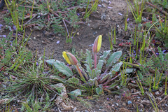 Oenothera primiveris bufonis
