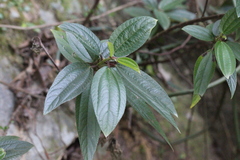 Boehmeria densiflora