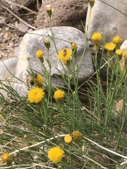 Porophyllum scoparium
