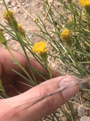 Porophyllum scoparium