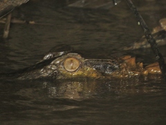 Paleosuchus trigonatus