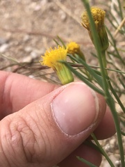 Porophyllum scoparium