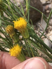 Porophyllum scoparium