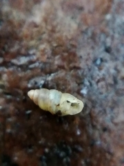 Carychium tridentatum