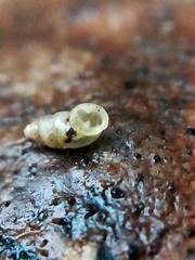 Carychium tridentatum