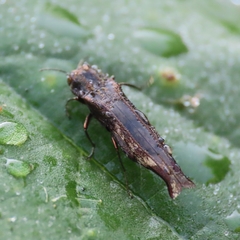 Agrilus langei