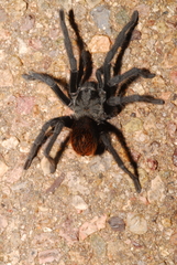 Aphonopelma madera