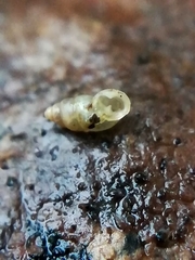 Carychium tridentatum