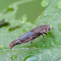 Agrilus langei