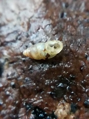 Carychium tridentatum