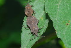 Villasitocoris inconspicuus