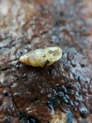 Carychium tridentatum