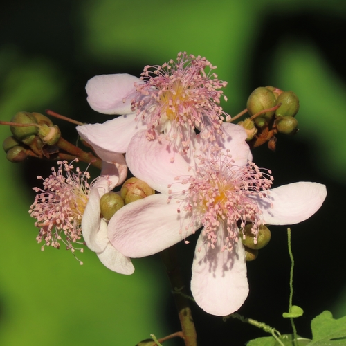 Achiote (Bixa orellana)