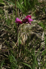 Pedicularis nordmanniana