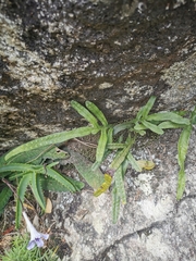 Polypodium ensiforme