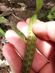 Polypodium ensiforme