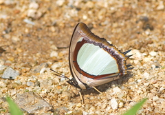 Polyura jalysus