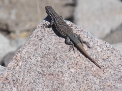 Liolaemus nigroviridis