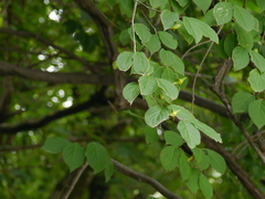Euonymus fimbriatus