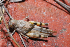 Heliastus benjamini