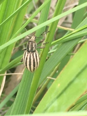 Bronchus subvittatus