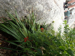 Watsonia schlechteri