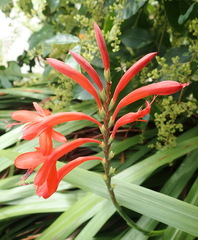 Watsonia schlechteri