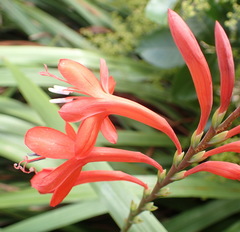 Watsonia schlechteri