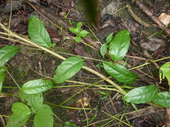 Passiflora riparia