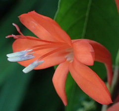 Watsonia schlechteri