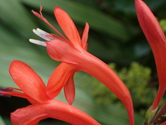 Watsonia schlechteri