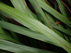 Watsonia schlechteri