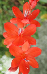 Watsonia schlechteri